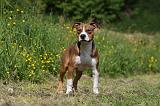 AMSTAFF ADULT 446